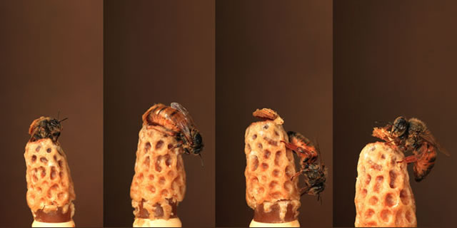 Photo sequence of the birth of a queen bee