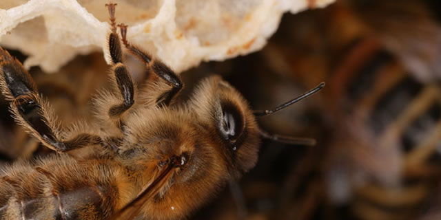 Honey bee building a comb
