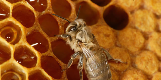 Close up view of honey bees