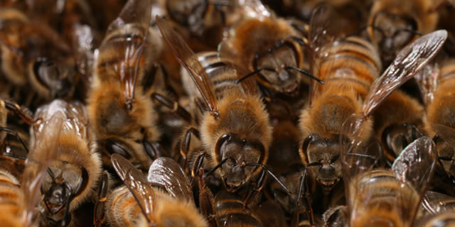 A healthy colony of bees.